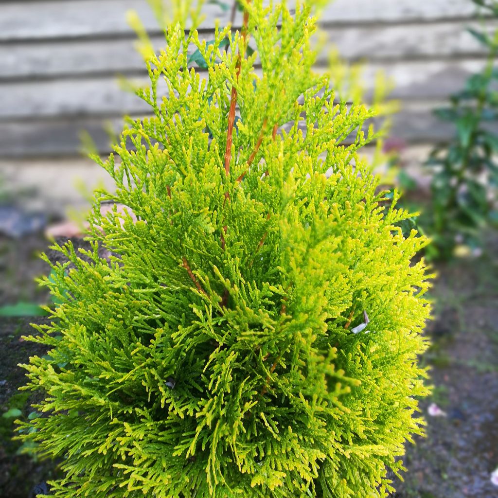 Thuja occidentalis Malonyana Aurea - Tuia occidentale