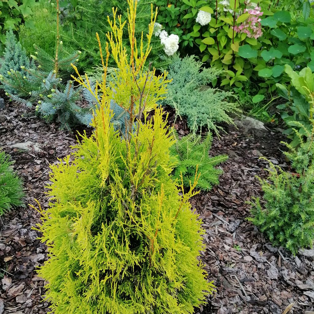 Thuja occidentalis Malonyana Aurea - Tuia occidentale