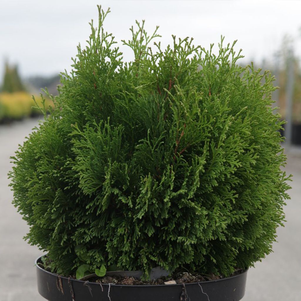 Thuya du Canada - Thuja occidentalis Miky