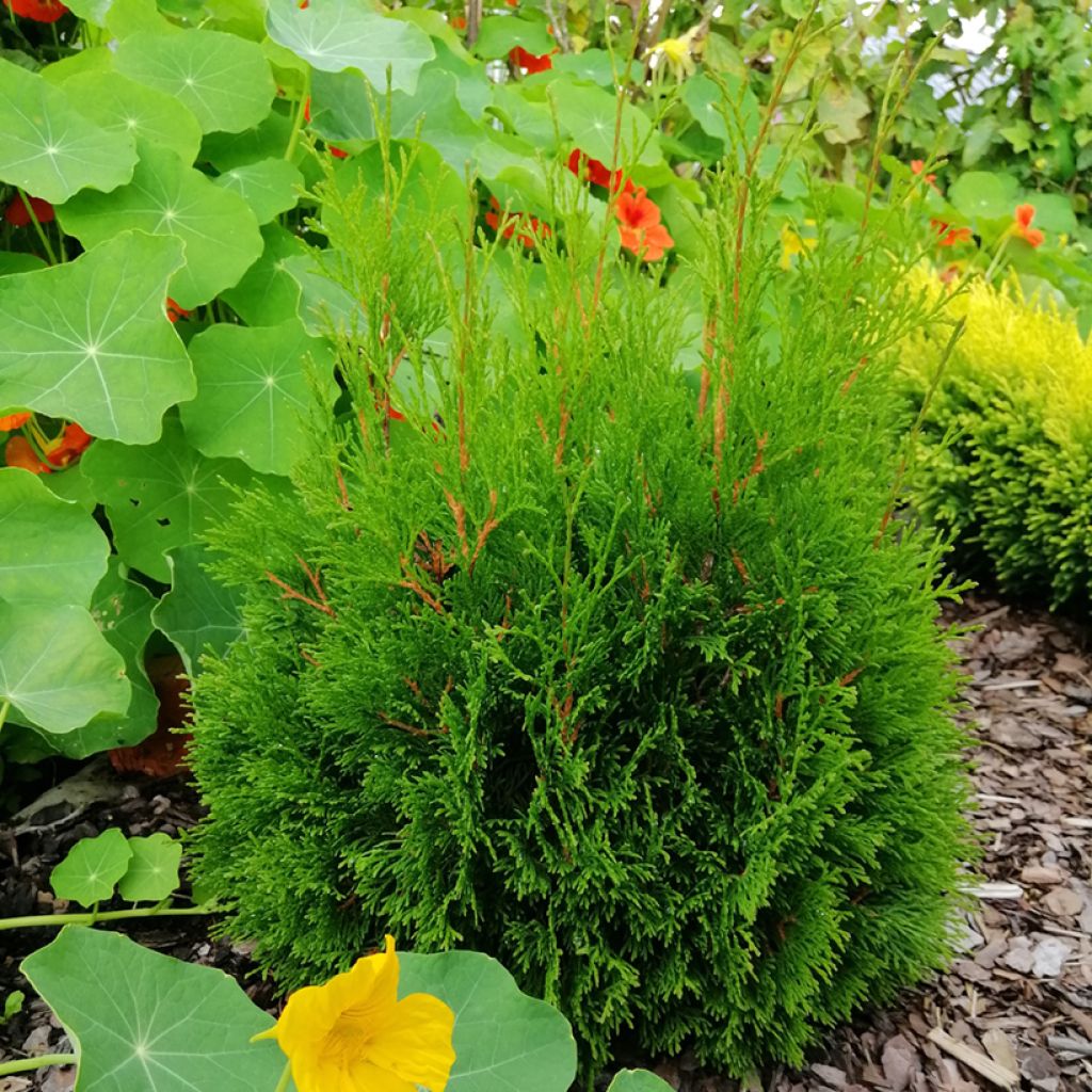 Thuya du Canada - Thuja occidentalis Miky