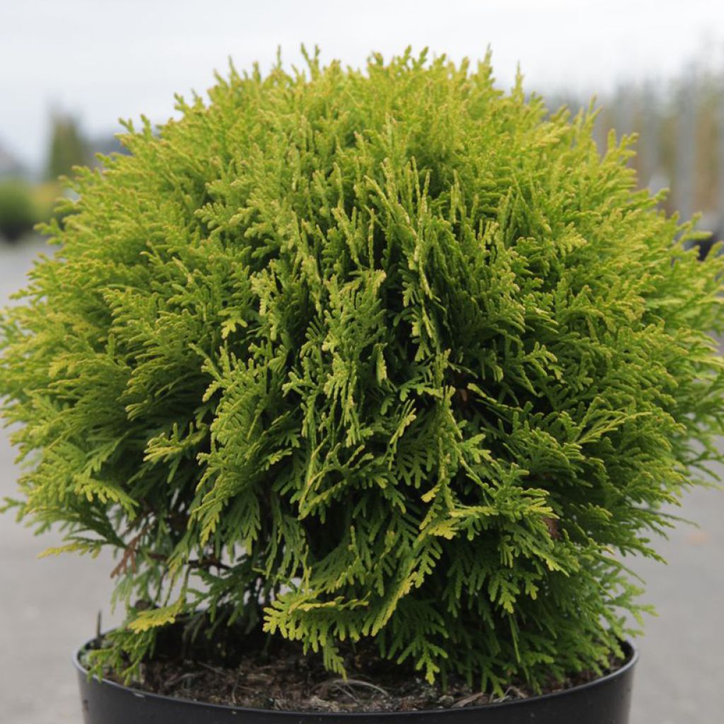 Thuja occidentalis Mirjam - Tuia occidentale