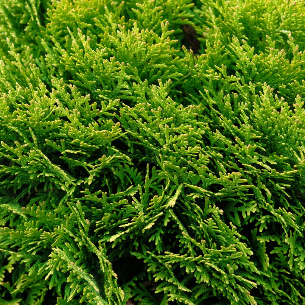 Thuja occidentalis Mirjam - Tuia occidentale