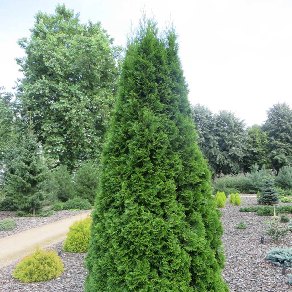 Thuja occidentalis Pyramidalis Compacta - Tuia occidentale