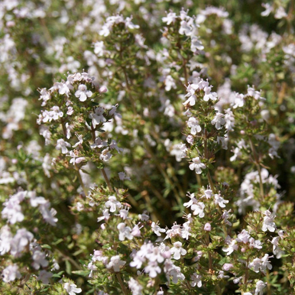 Thymus fragrantissimus Orangelo - Timo