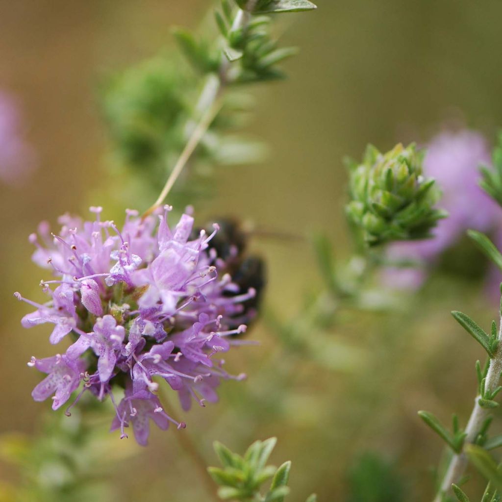 Thymus capitatus - Timo