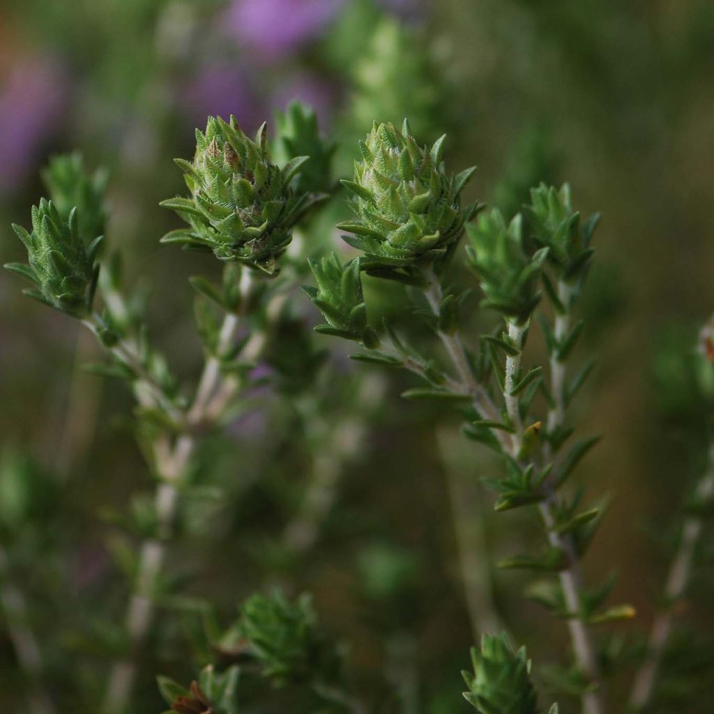 Thymus capitatus - Timo