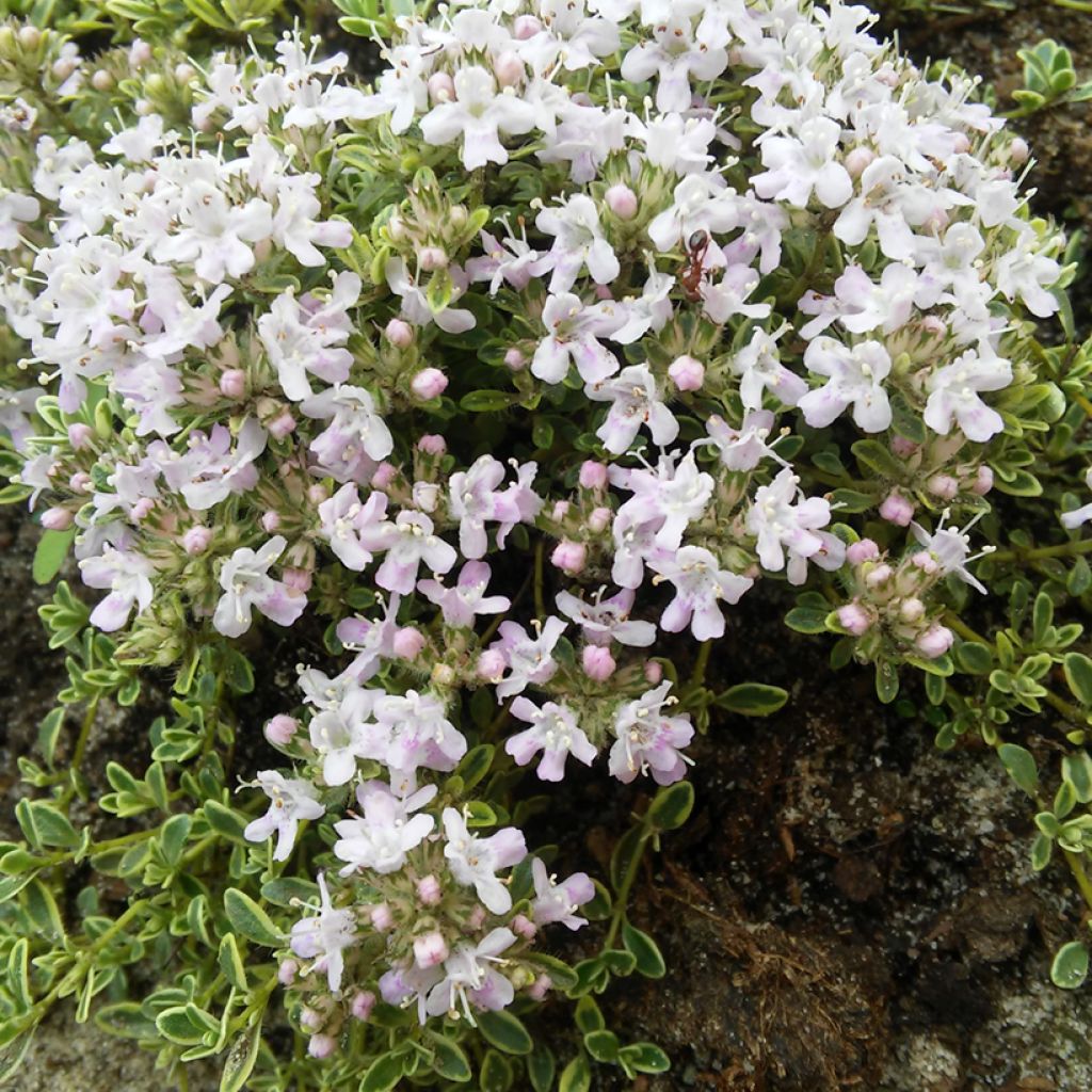 Thymus praecox Highland Cream - Timo precoce