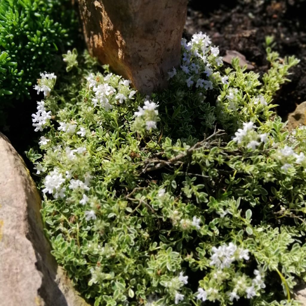 Thymus praecox Highland Cream - Timo precoce