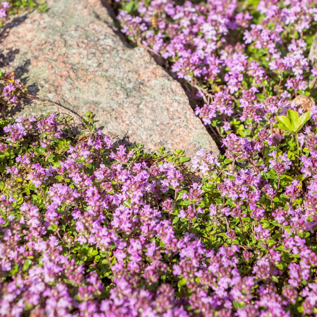 Thymus praecox Red Carpet - Thym précoce