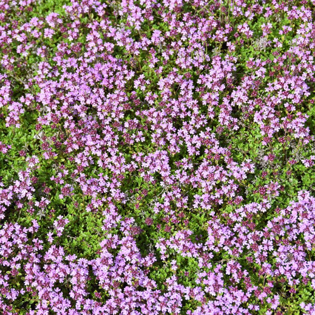 Thymus praecox Red Carpet - Thym précoce