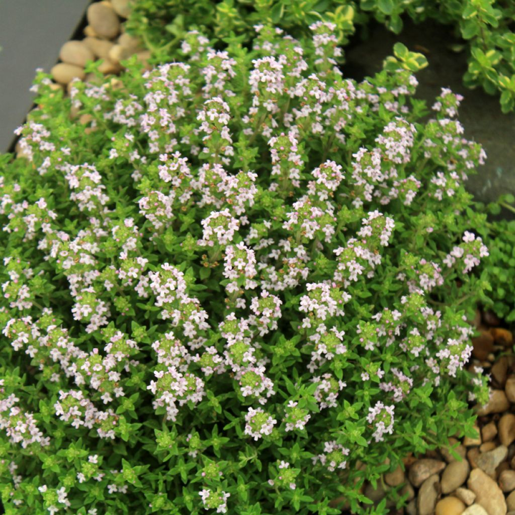 Thymus vulgaris Compactus Bio - Timo compatto