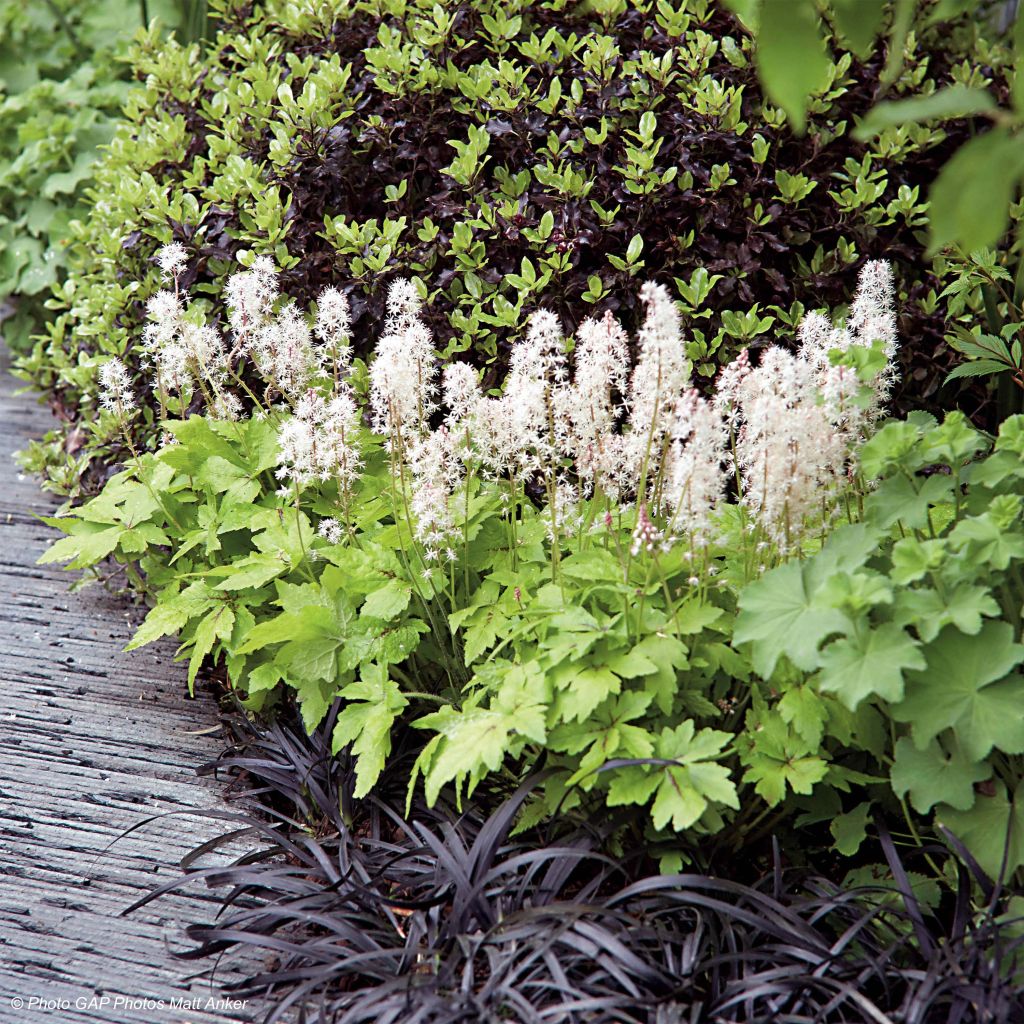 Tiarella Crow Feather - Tiarelle hybride