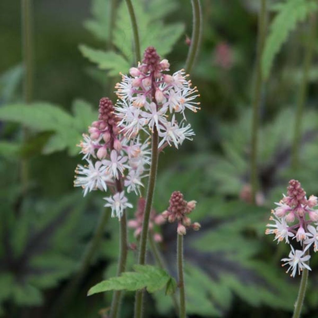 Tiarella Sugar and Spice