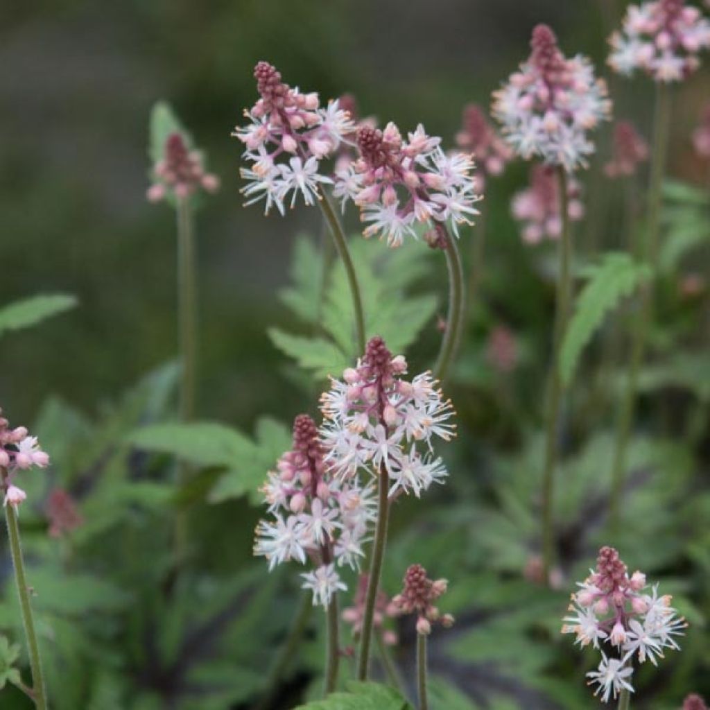 Tiarella Sugar and Spice