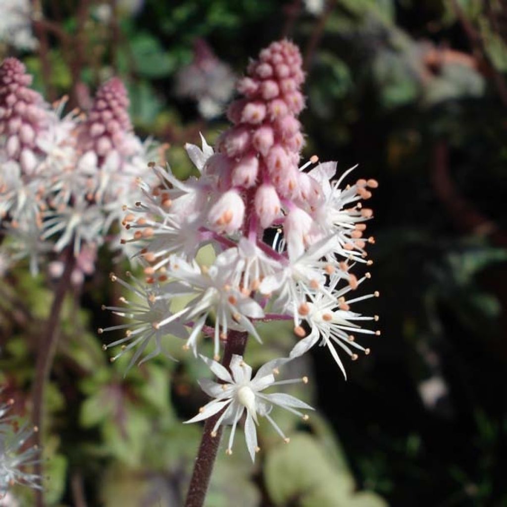 Tiarelle Hybride - Tiarella Ninja