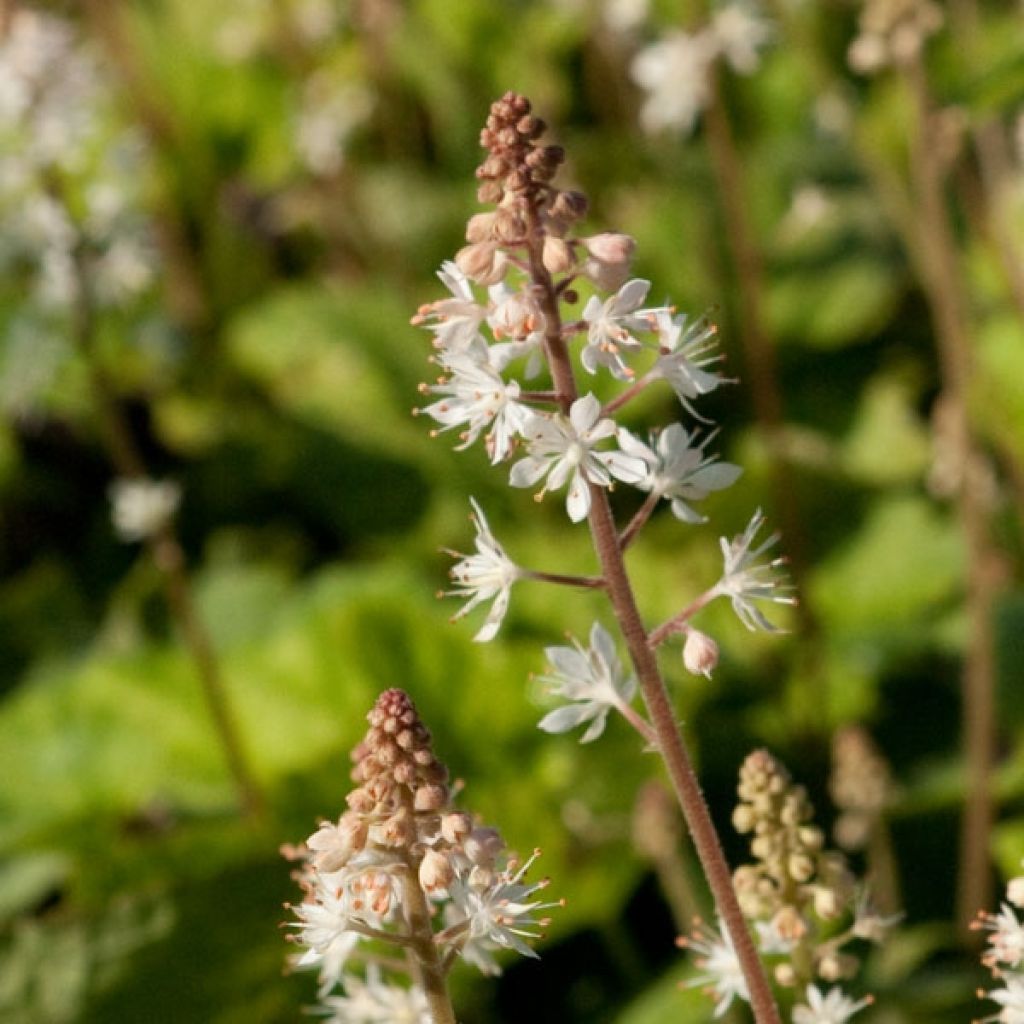 Tiarelle - Tiarella wherryi