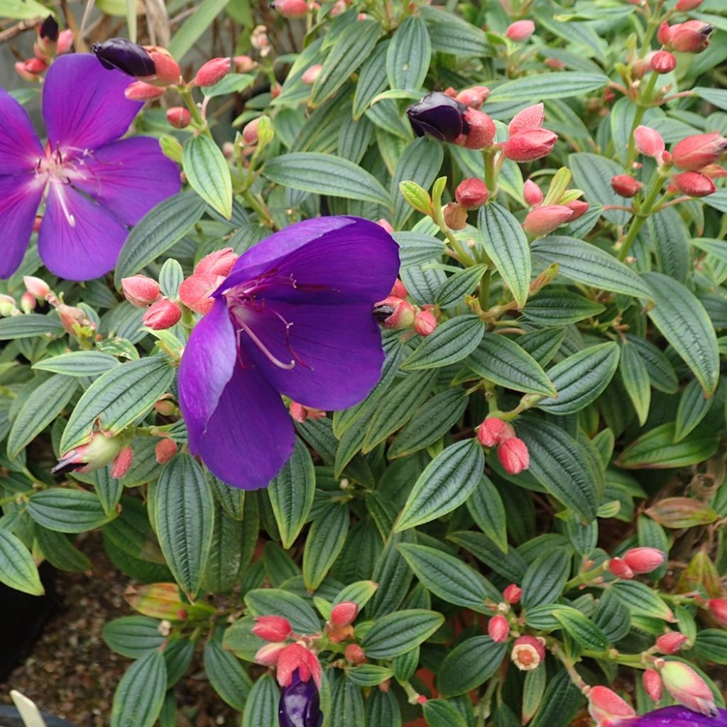 Tibouchina Groovy baby - Tibouchina nain