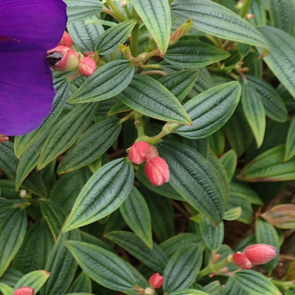 Tibouchina Groovy baby - Tibouchina nain