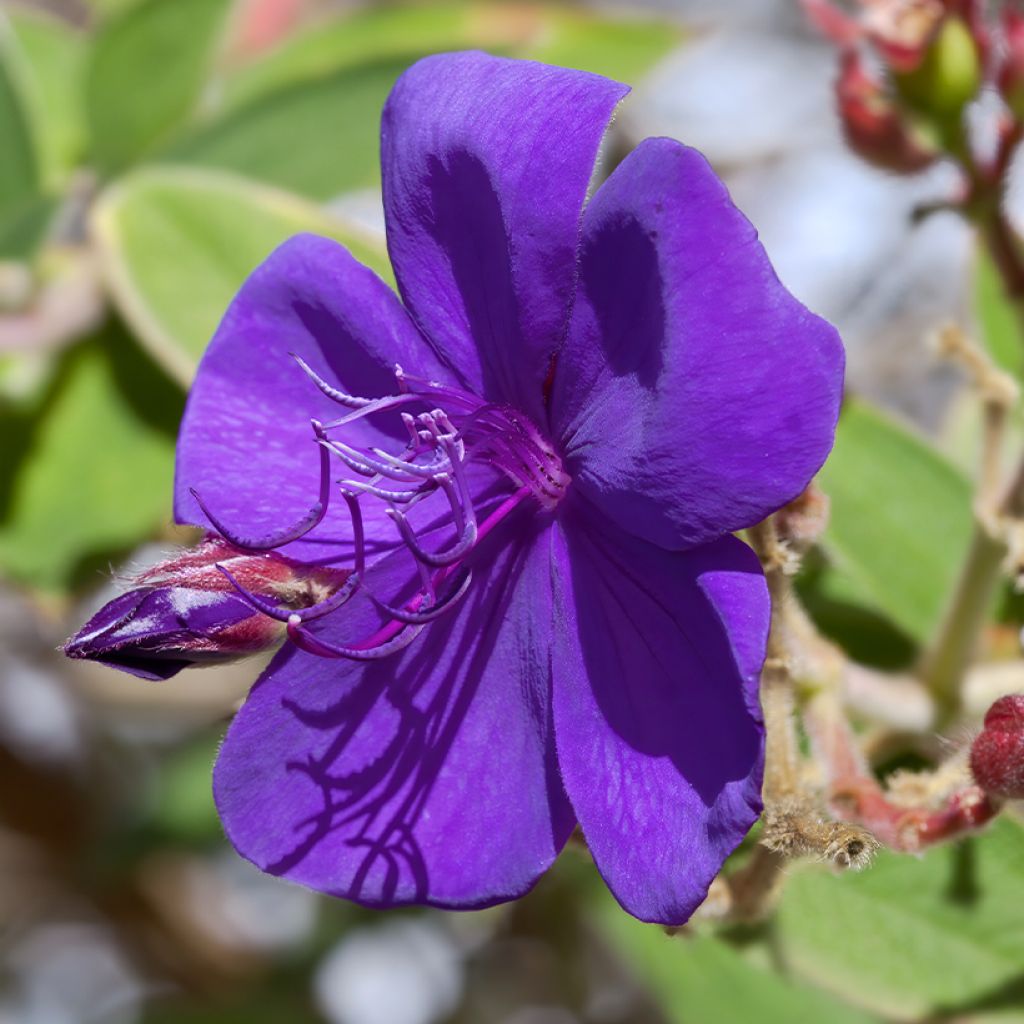 Tibouchina Purle Moon