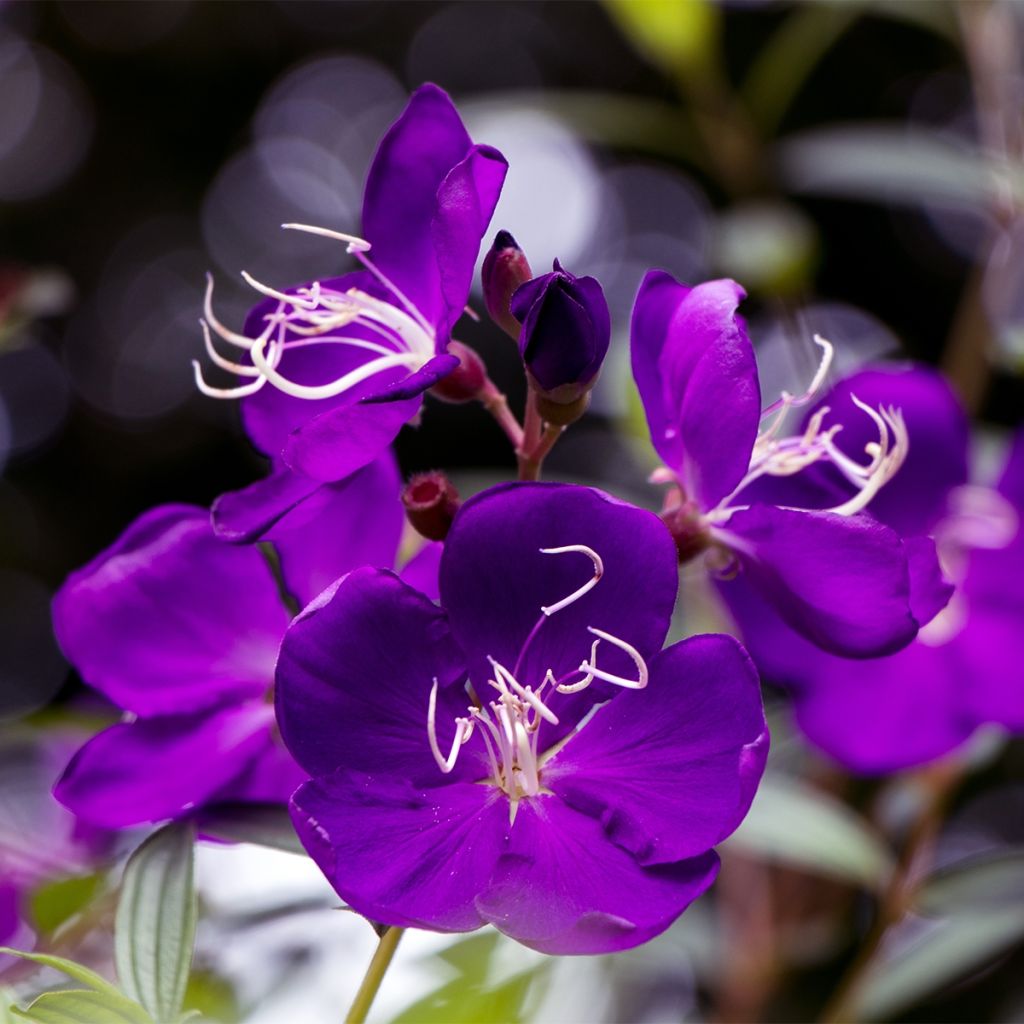 Tibouchina semidecandra