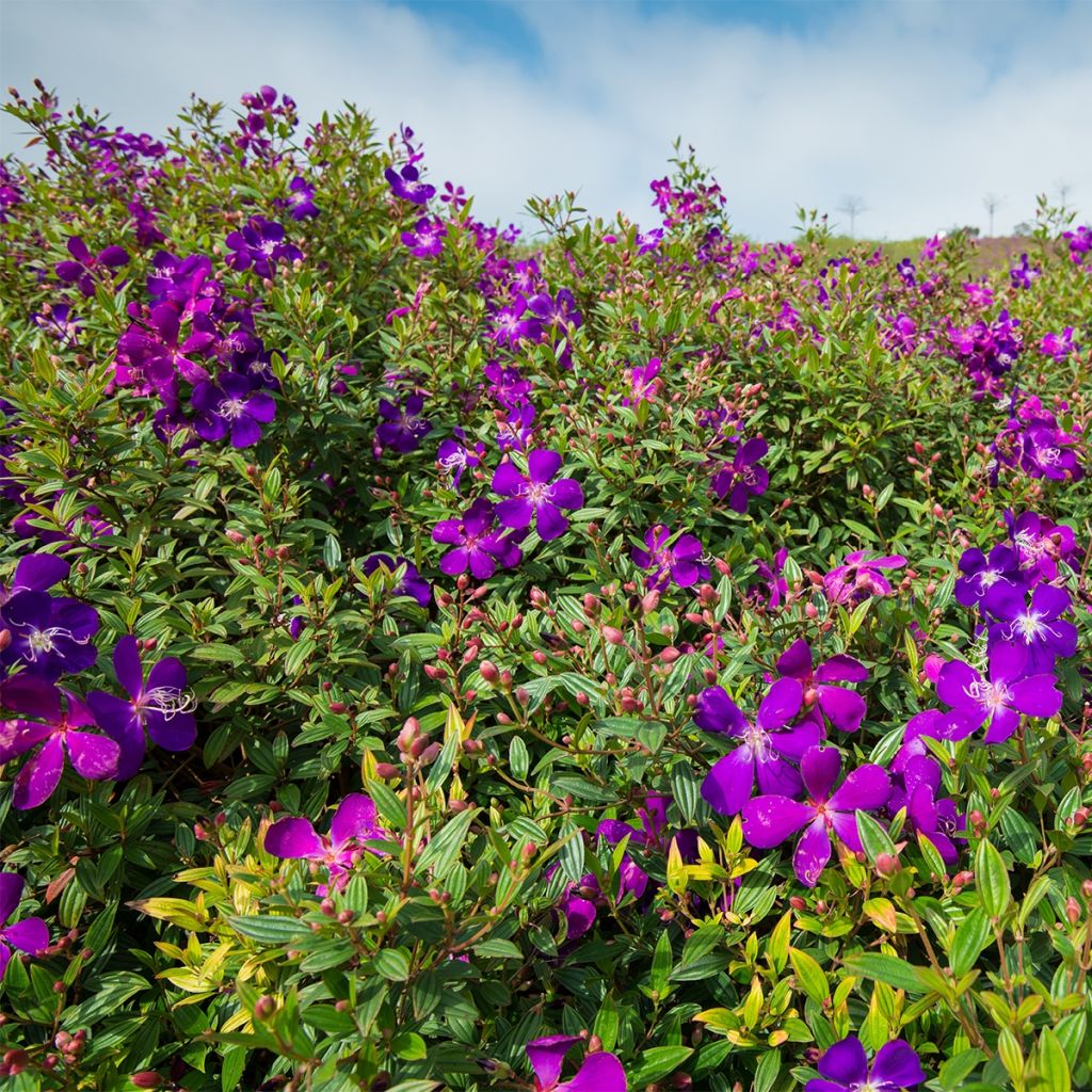 Tibouchina semidecandra