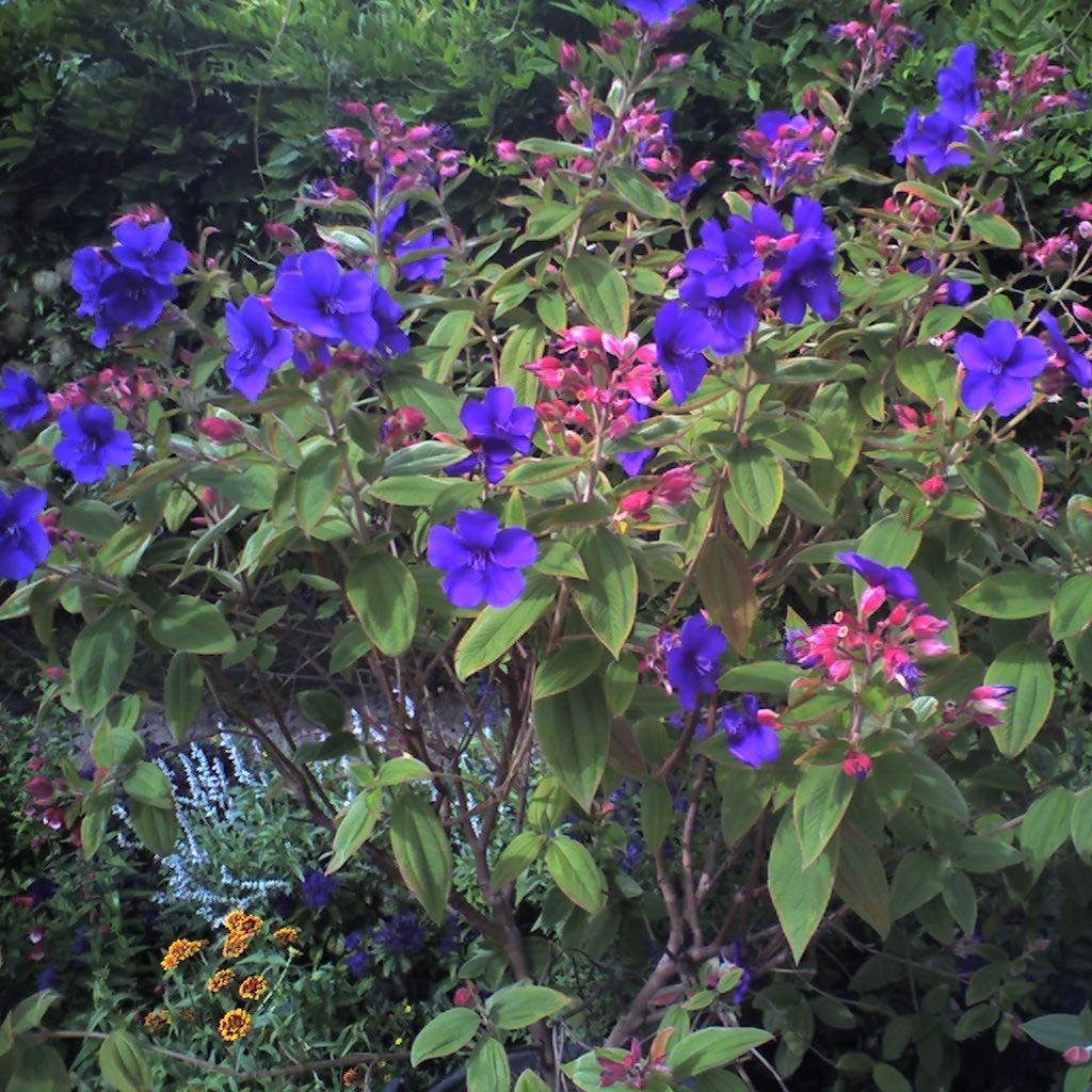 Tibouchina urvilleana - Tibouchine d'Urville.