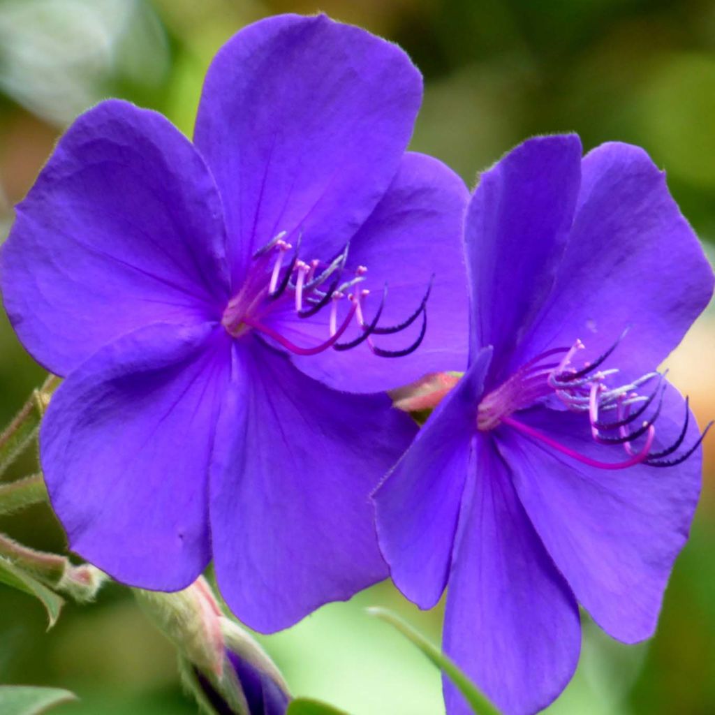 Tibouchina urvilleana - Tibouchine d'Urville.