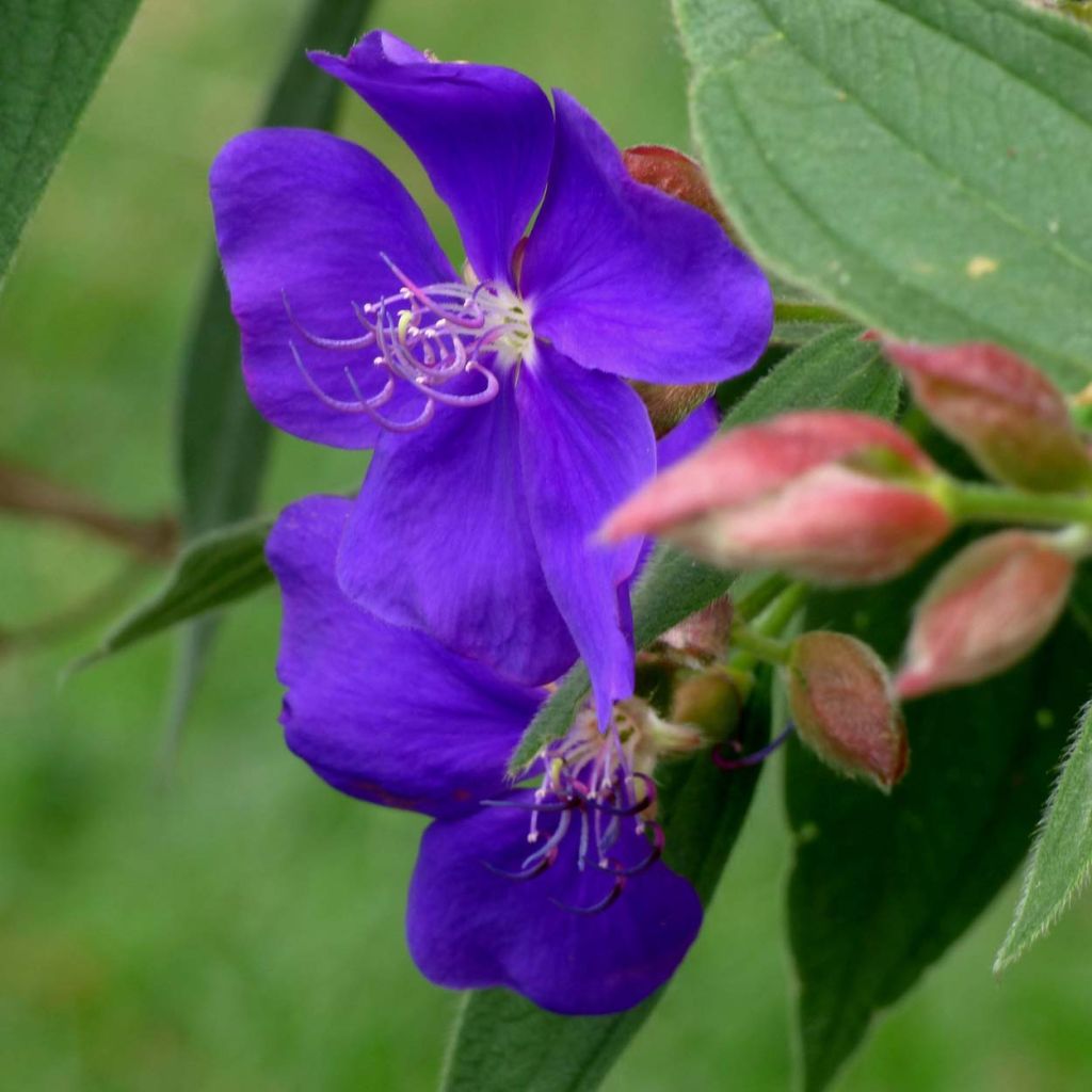 Tibouchina urvilleana - Tibouchine d'Urville.