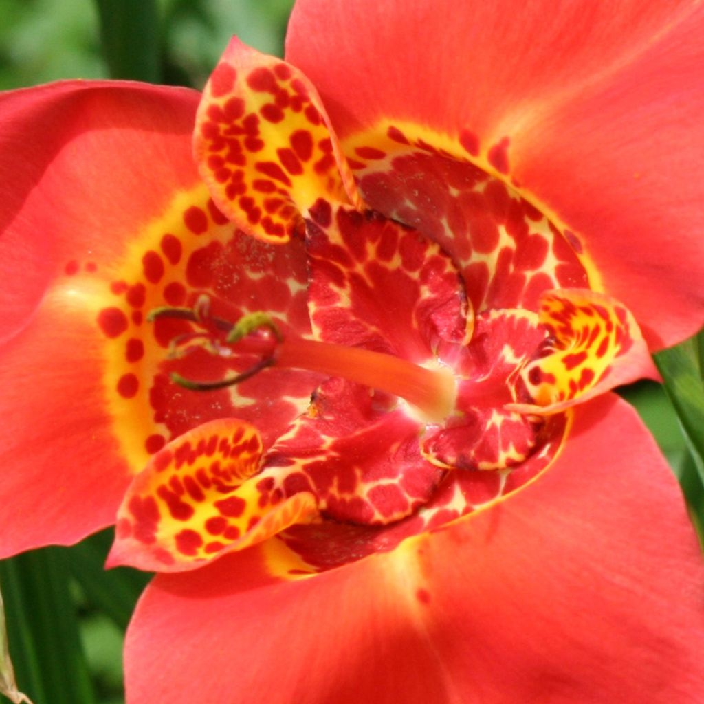 Tigridia pavonia Speciosa - Oeil de Paon