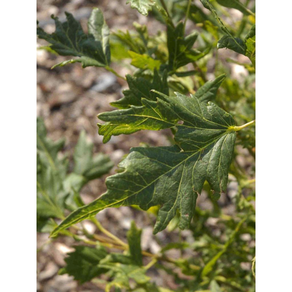 Tilia platyphyllos Henryk Eder - Tiglio nostrano