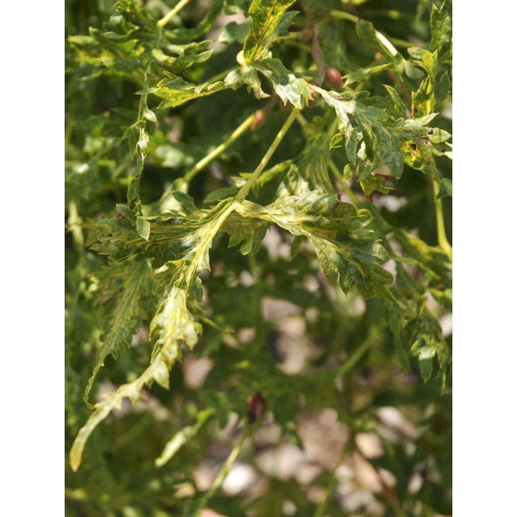 Tilia platyphyllos Henryk Eder - Tiglio nostrano