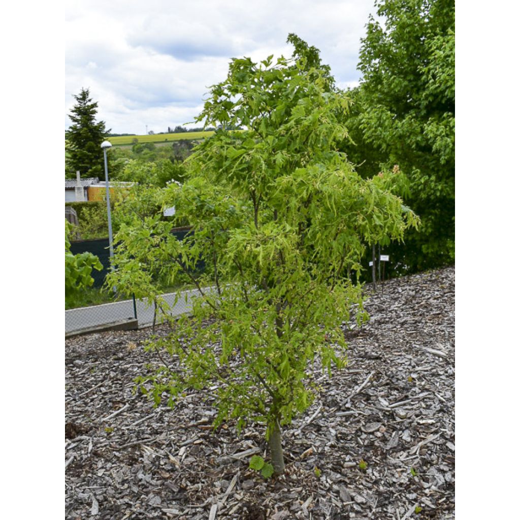 Tilia platyphyllos Henryk Eder - Tiglio nostrano