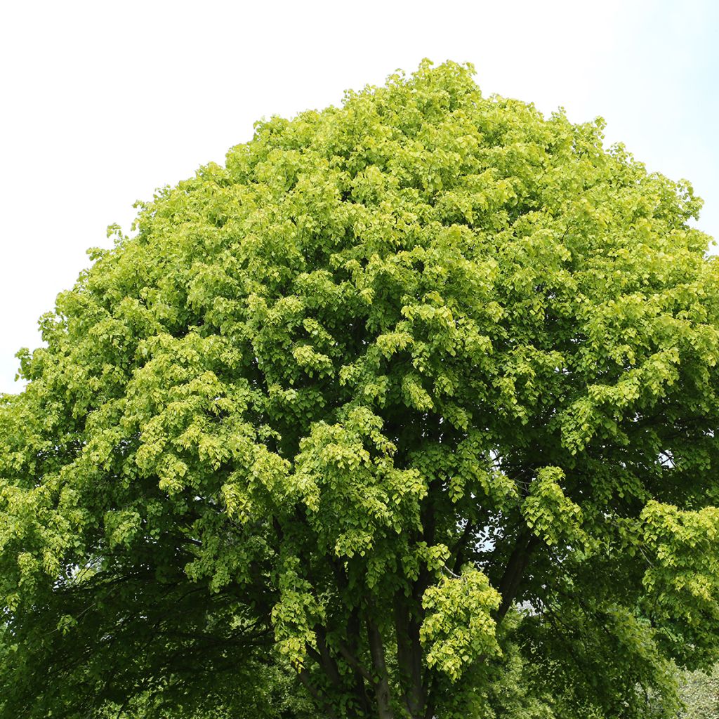 Tilia europaea Wratislaviensis - Tiglio comune