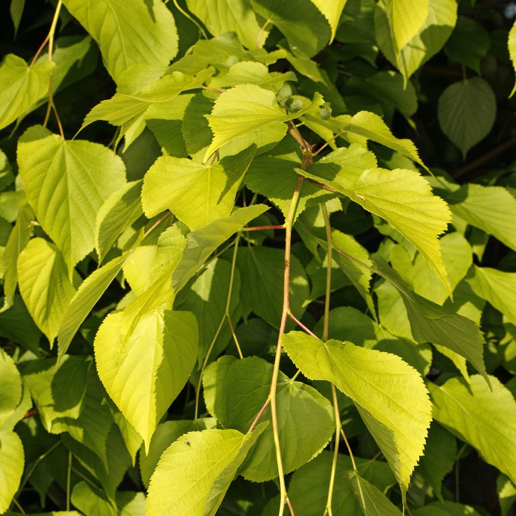 Tilia europaea Wratislaviensis - Tiglio comune