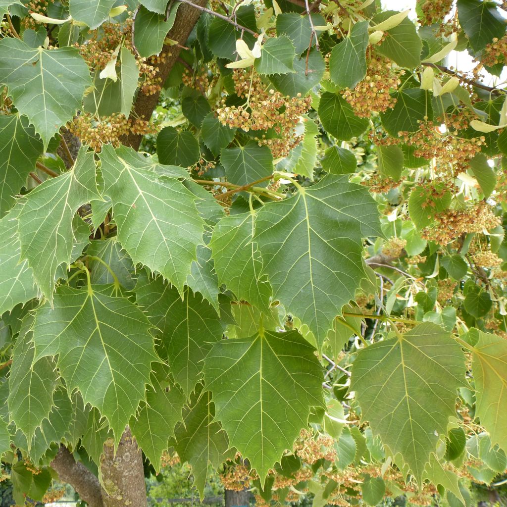 Tilia henryana  - Tilleul de Henry