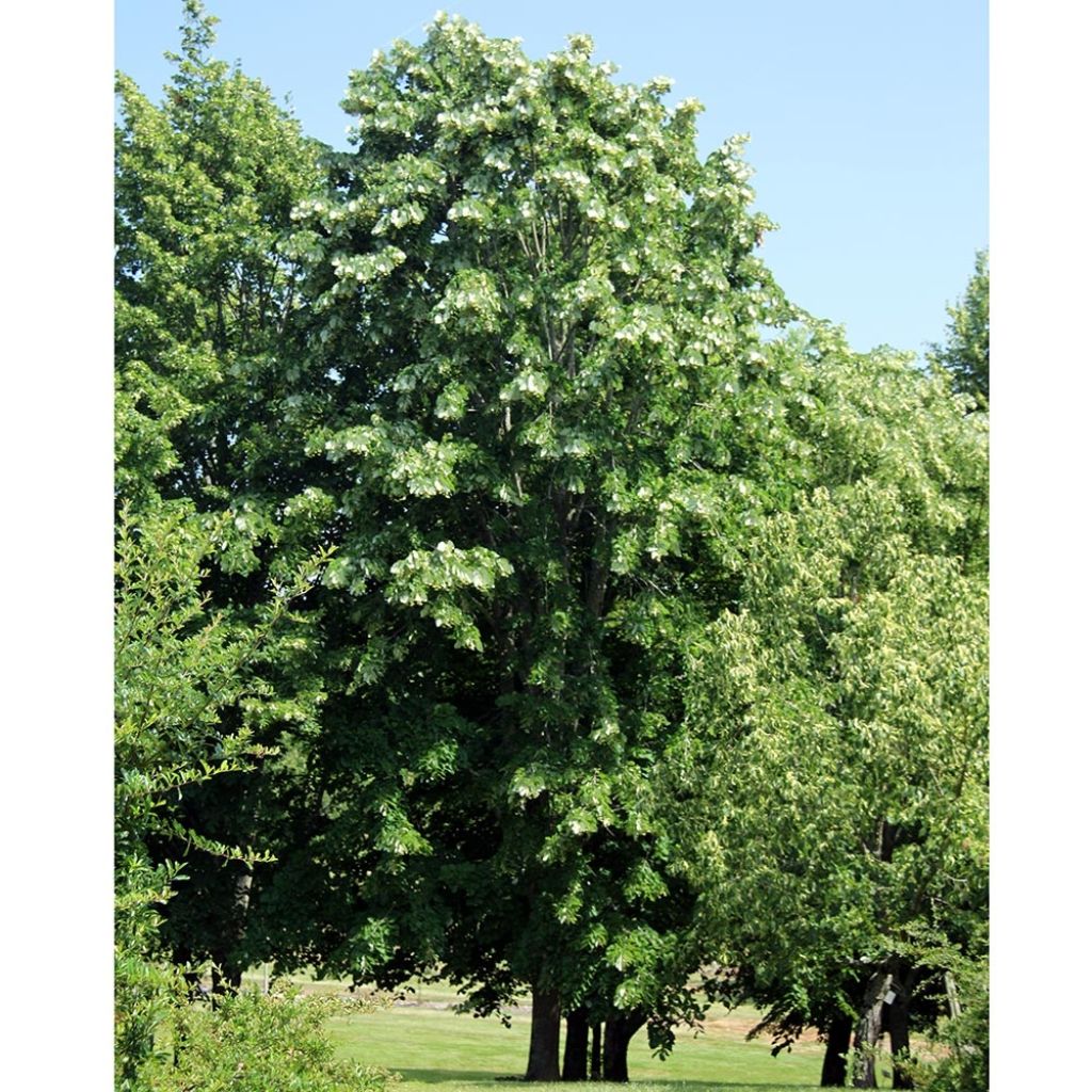 Tilleul à grandes feuilles - Tilia platyphyllos