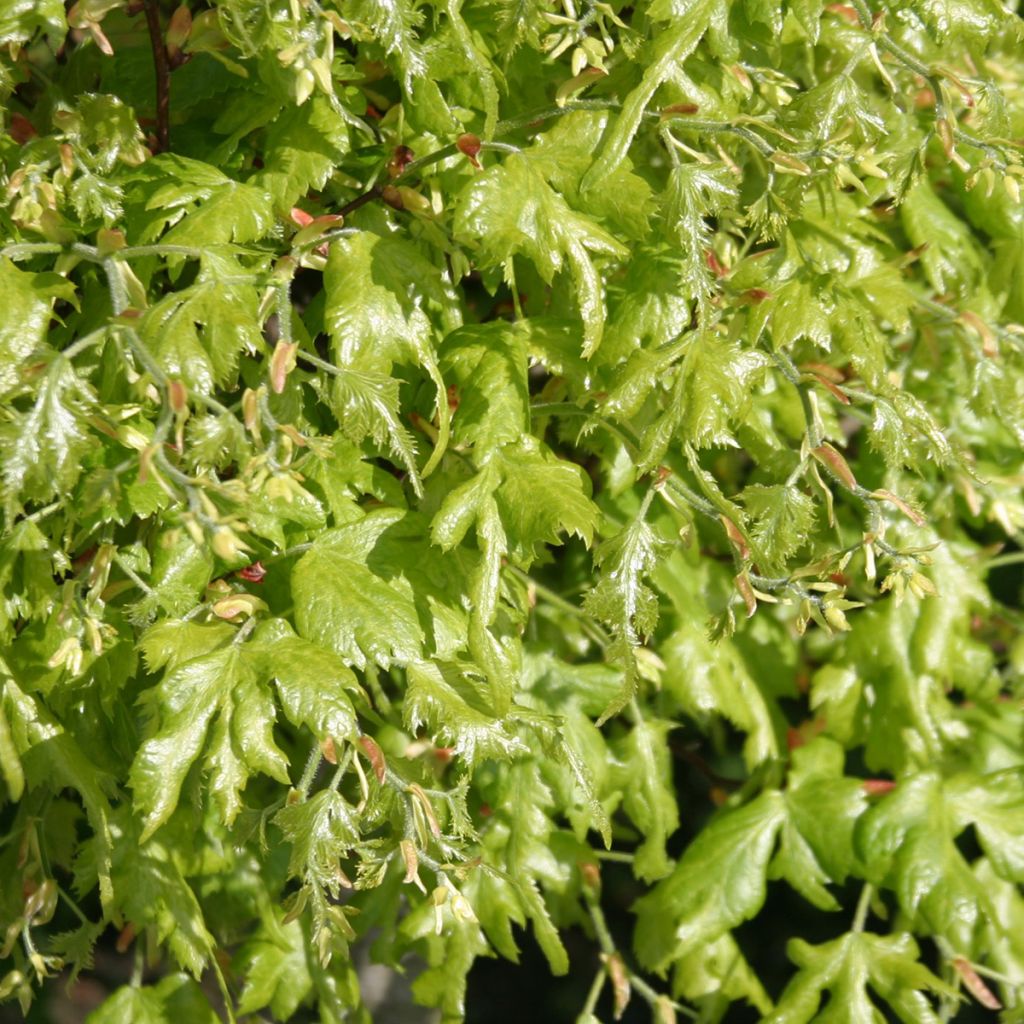 Tilia platyphyllos Laciniata - Tiglio nostrano