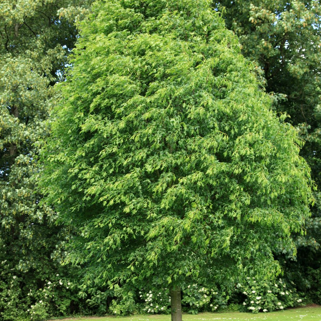 Tilia platyphyllos Laciniata - Tiglio nostrano