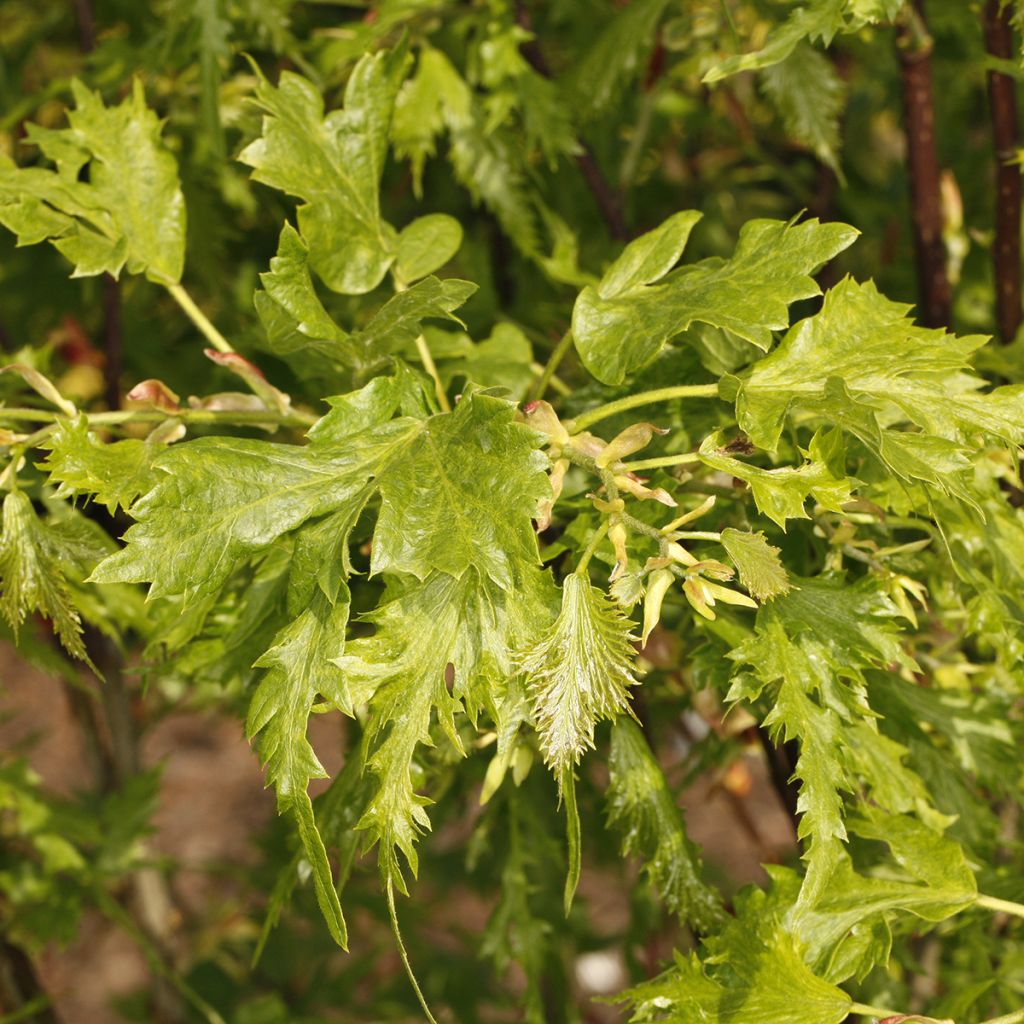 Tilia platyphyllos Henryk Eder - Tiglio nostrano