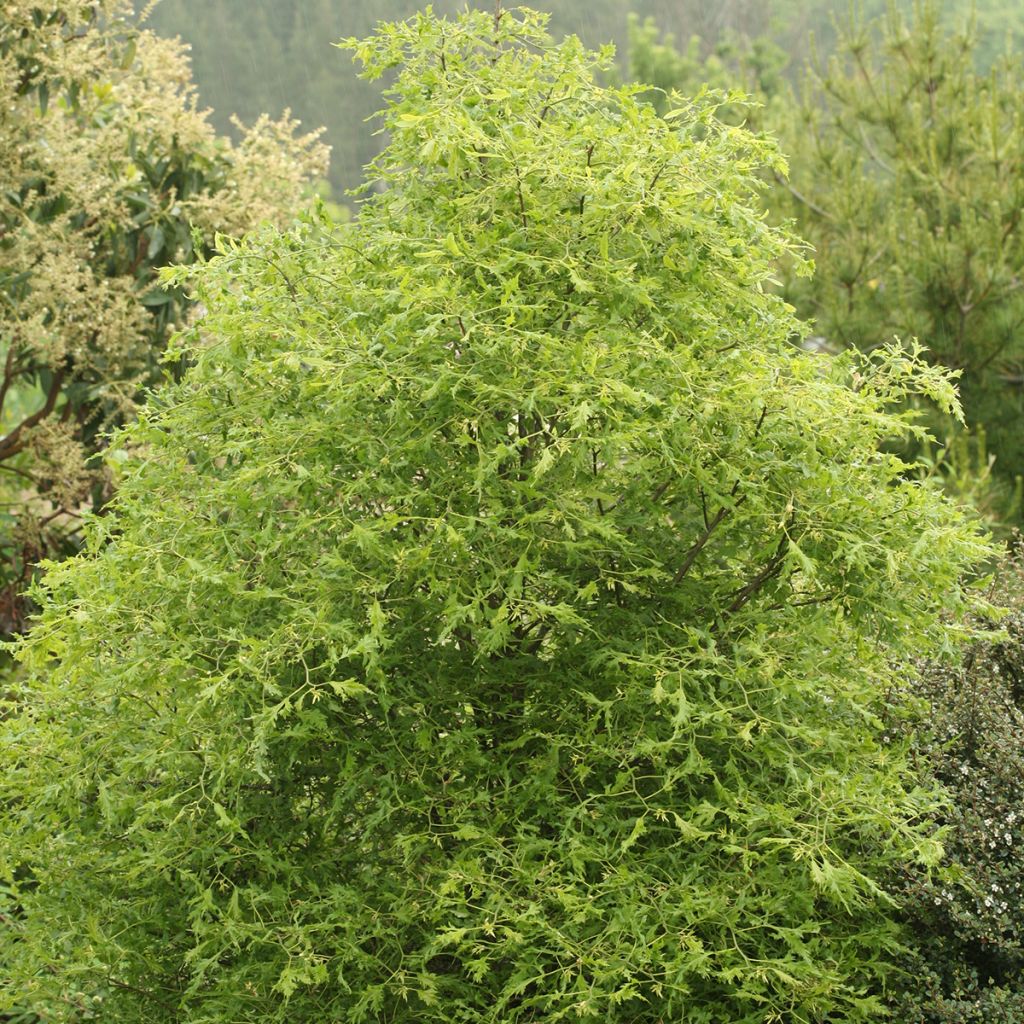 Tilia platyphyllos Henryk Eder - Tiglio nostrano