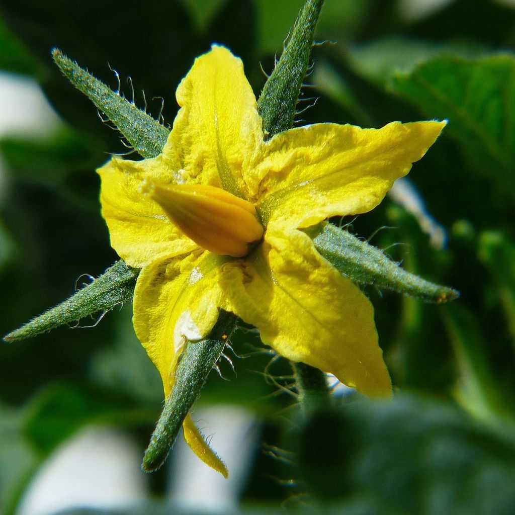 Tomate Ananas en plants GREFFES