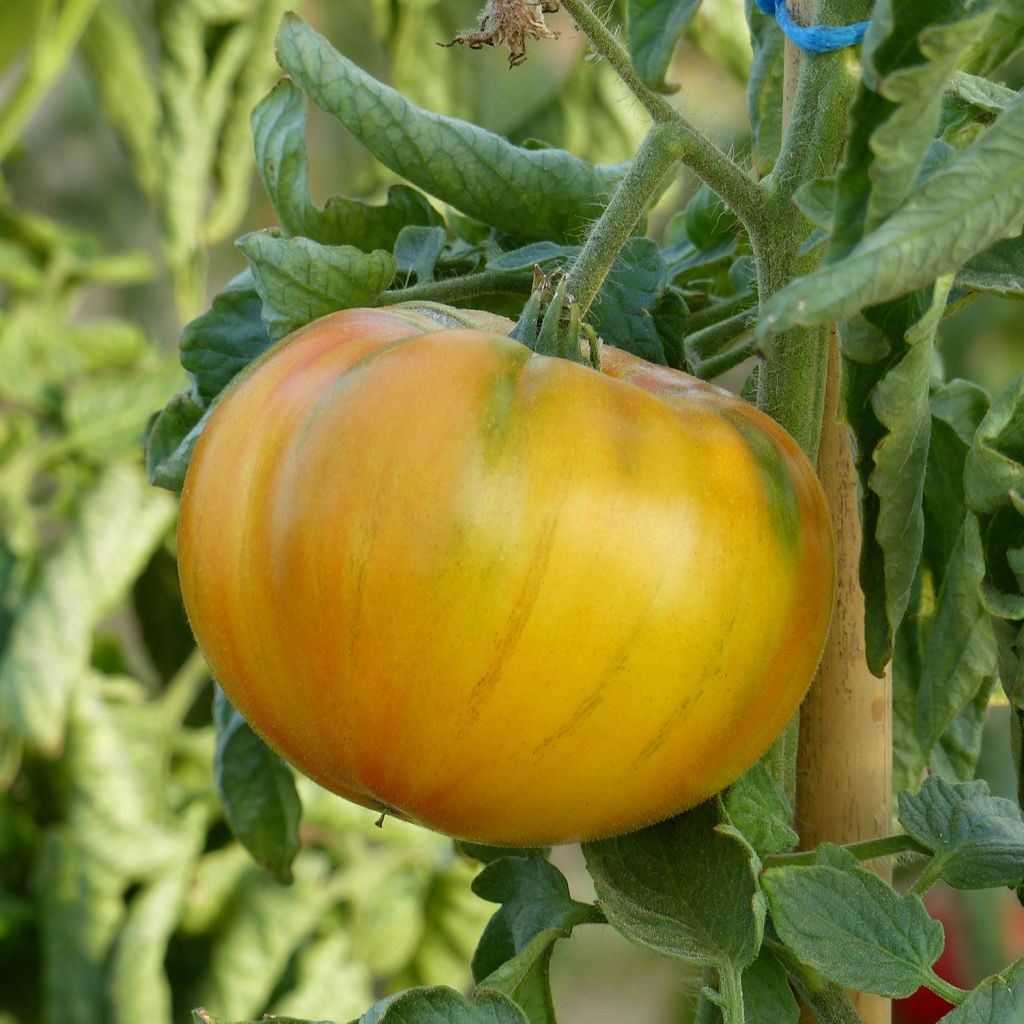 Tomate Ananas en plants