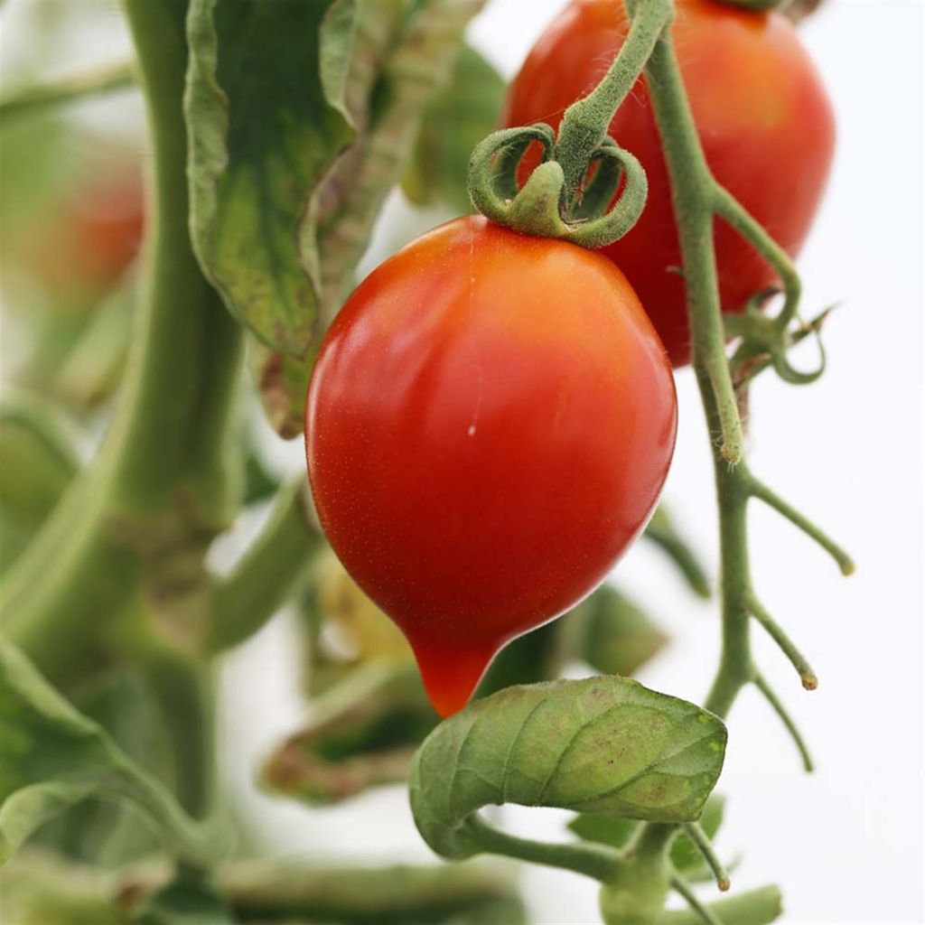 Tomate Borgo Celano NT - Ferme de Sainte Marthe