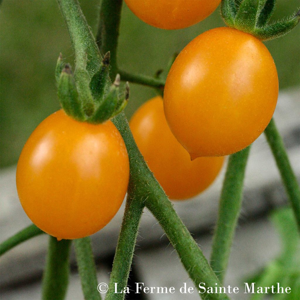 Tomate Cocktail Clémentine AB - Ferme de Ste Marthe