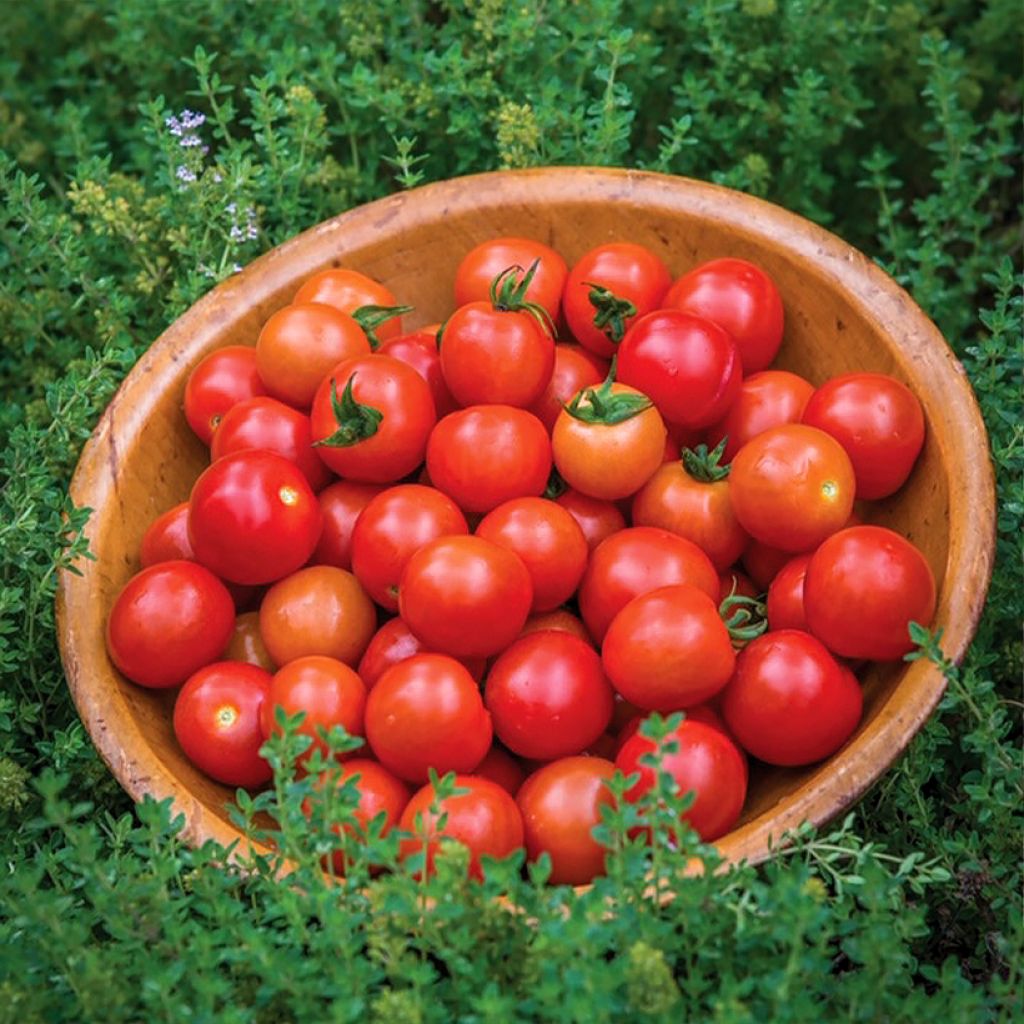 Pomodoro ciliegino/datterino Consuelo F1