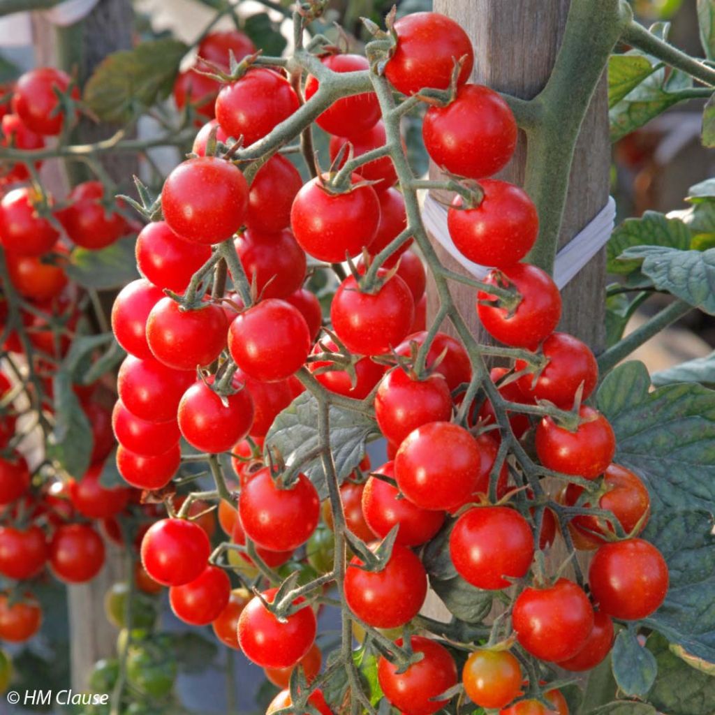 Tomate Crokini F1 en plants - Tomate-cerise