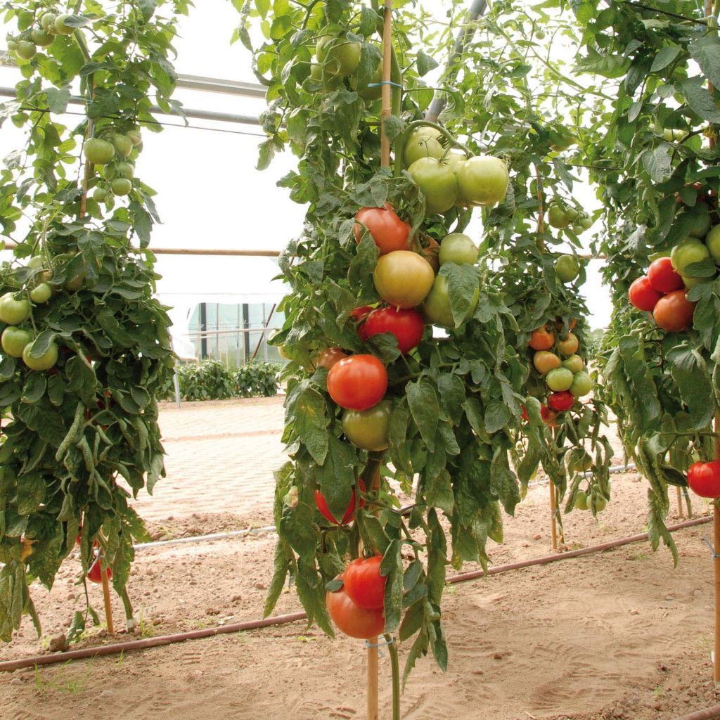 Pomodoro tondo liscio Fantasio F1