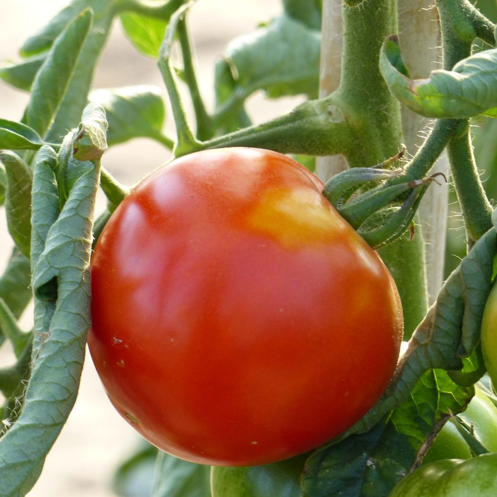 Tomate Ferline F1