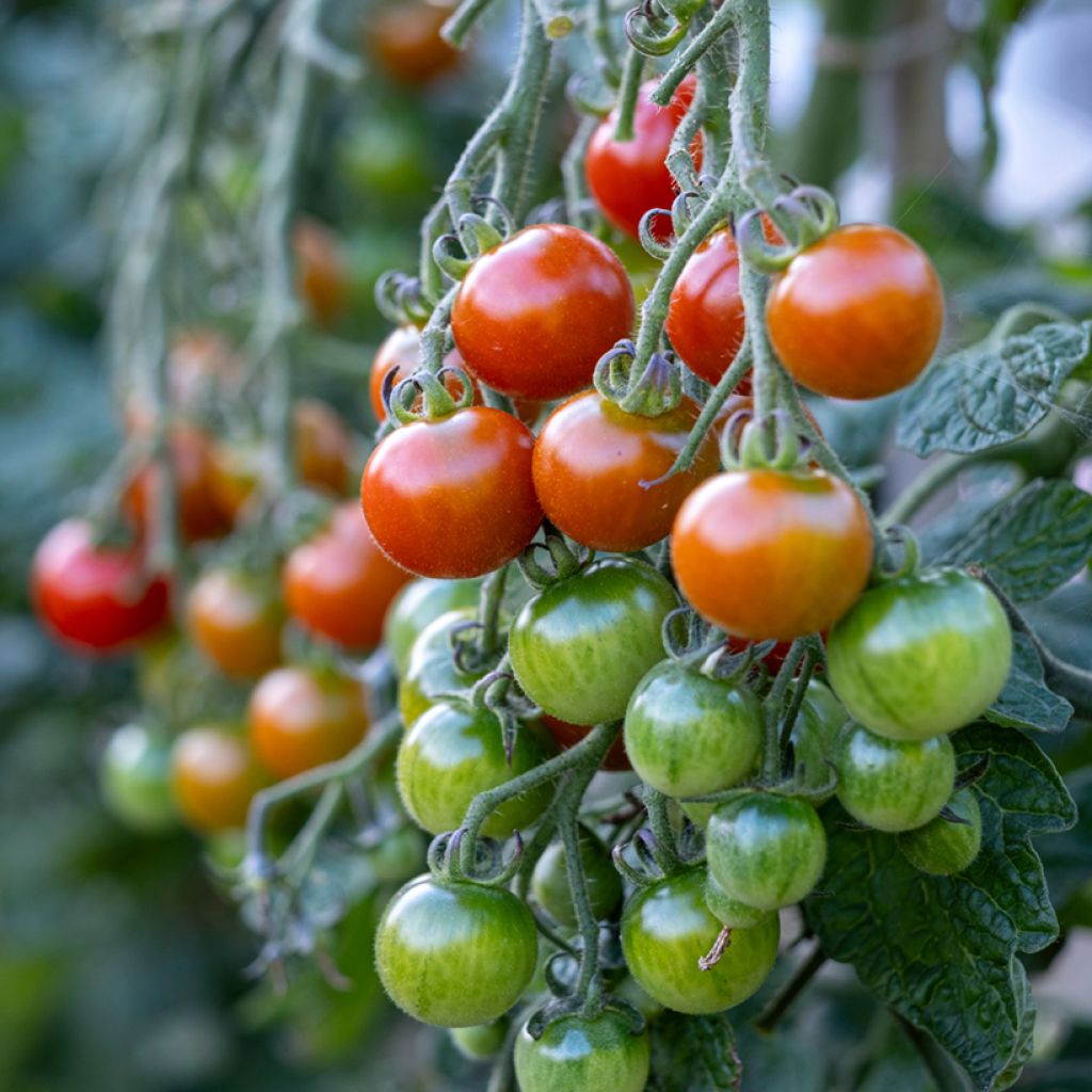 Pomodoro ciliegino Gardener's Delight BIO (semi)