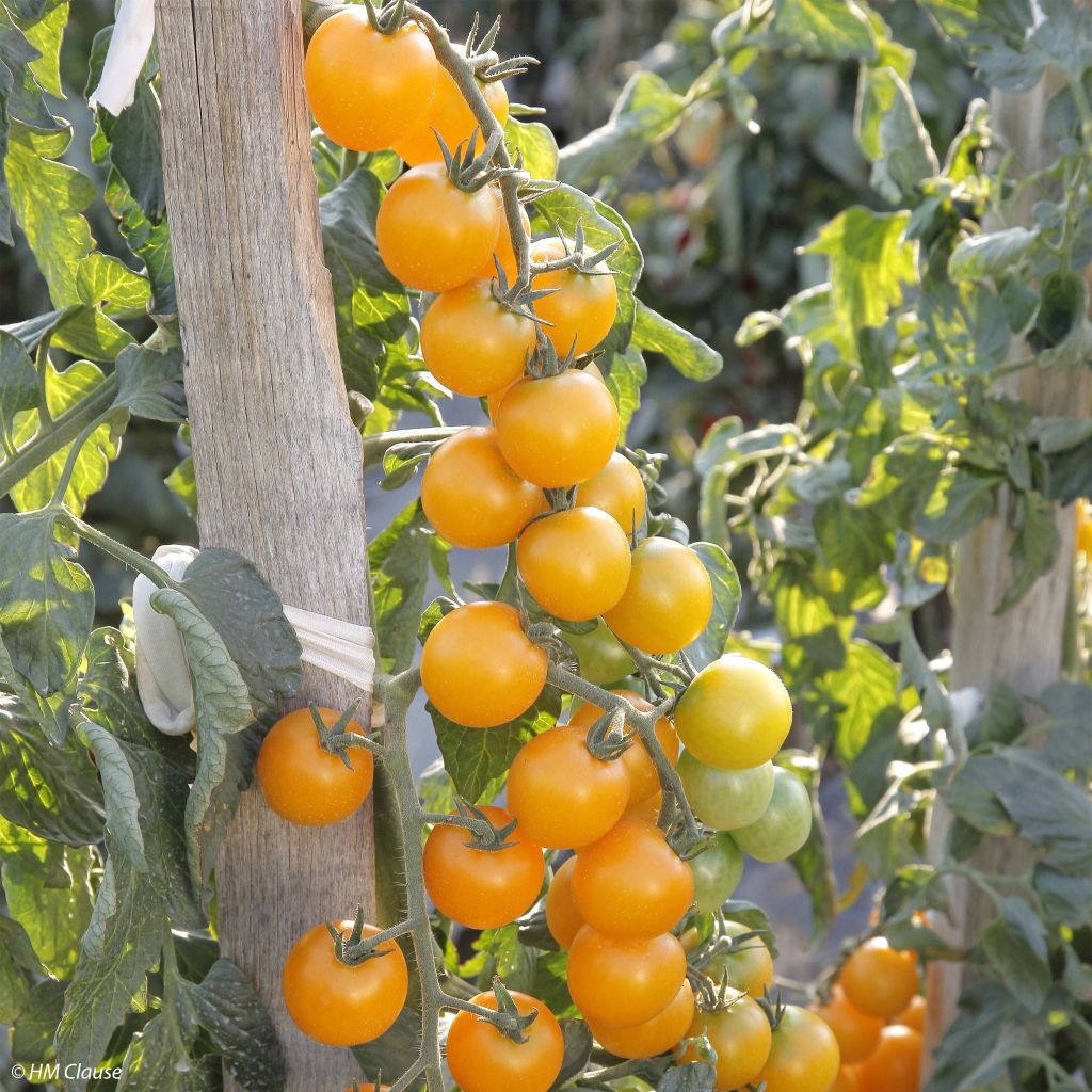 Tomate Goldwin F1 en plants - Tomate-cerise